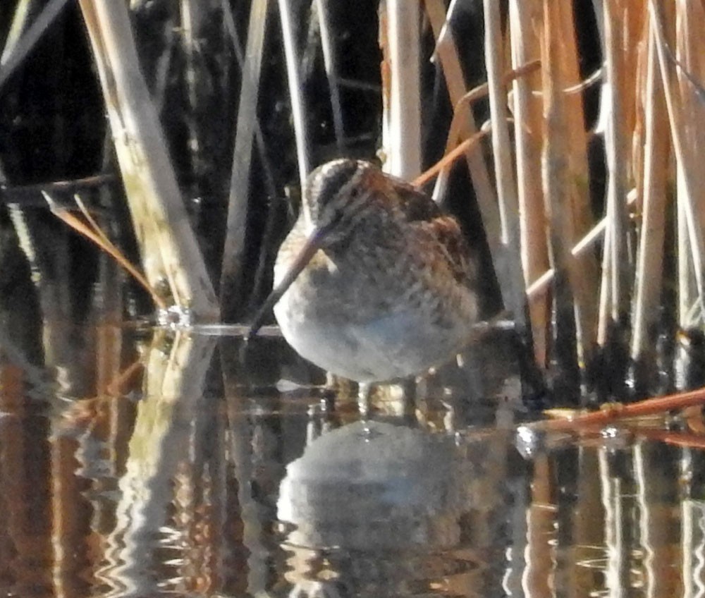 Wilson's Snipe - Ross Millikan