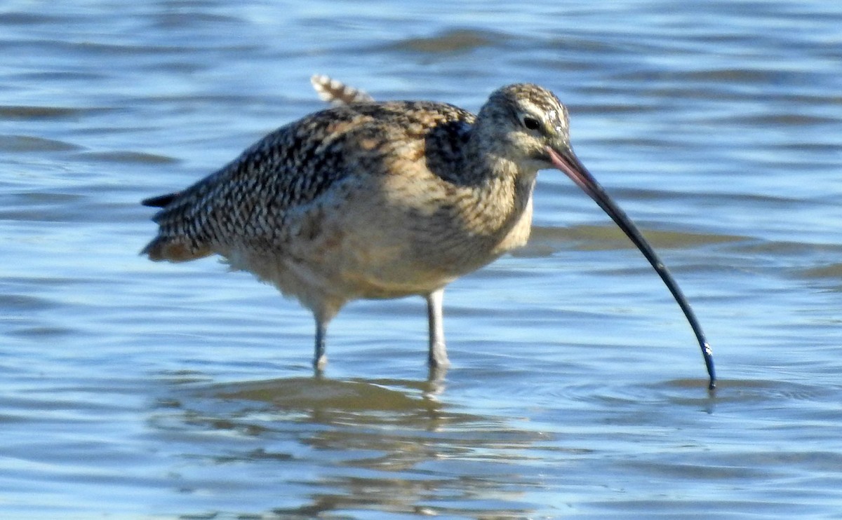 Long-billed Curlew - Ross Millikan