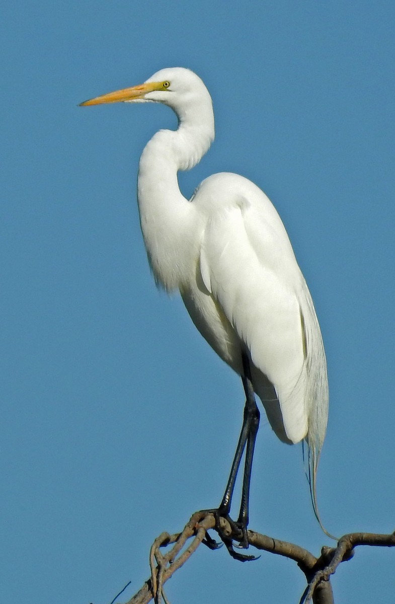 Great Egret - Ross Millikan