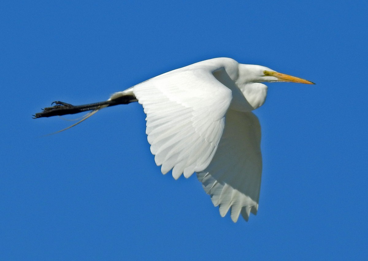 Great Egret - Ross Millikan