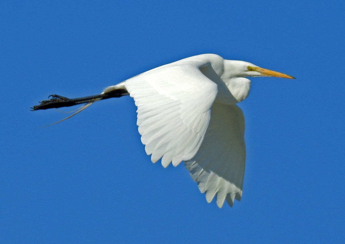 Great Egret - ML86378571