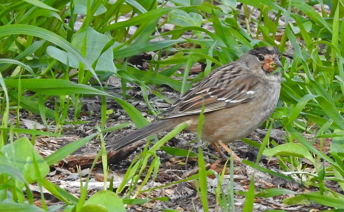 Golden-crowned Sparrow - Ross Millikan