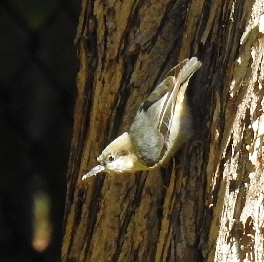 Pygmy Nuthatch - ML86378601