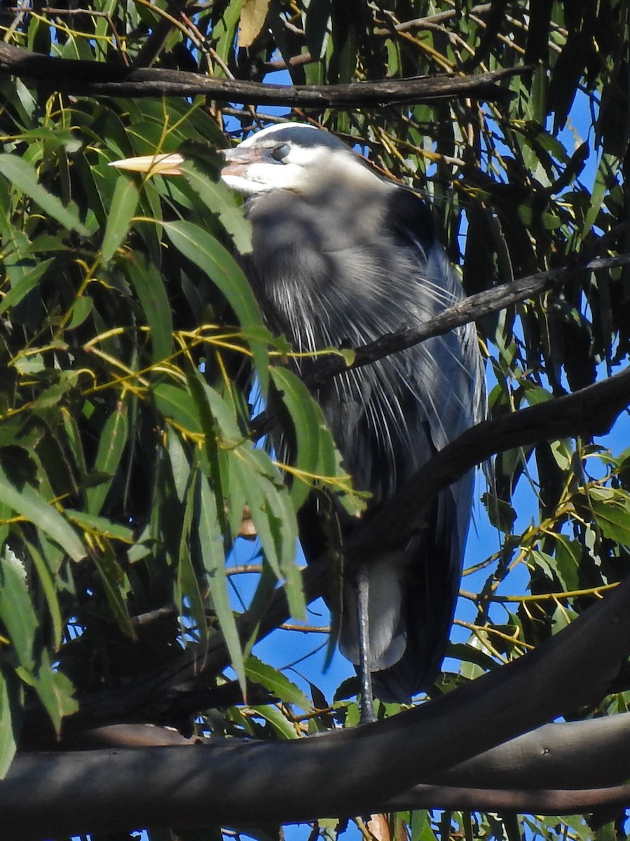 Great Blue Heron - ML86378641