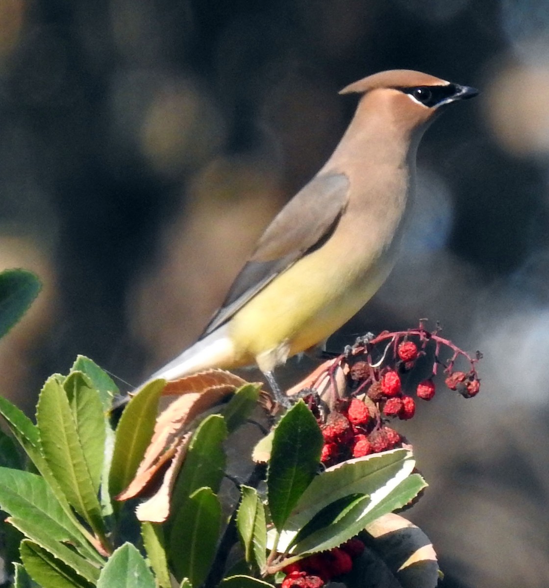 Cedar Waxwing - ML86378761