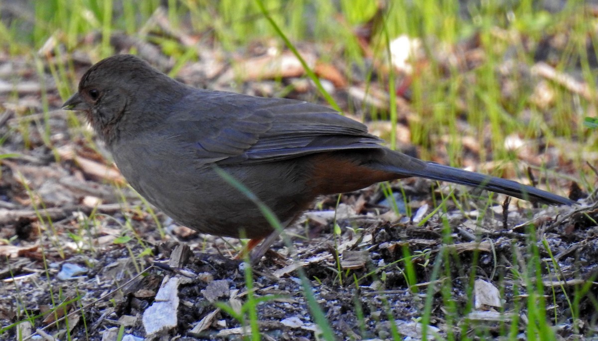 California Towhee - ML86378791