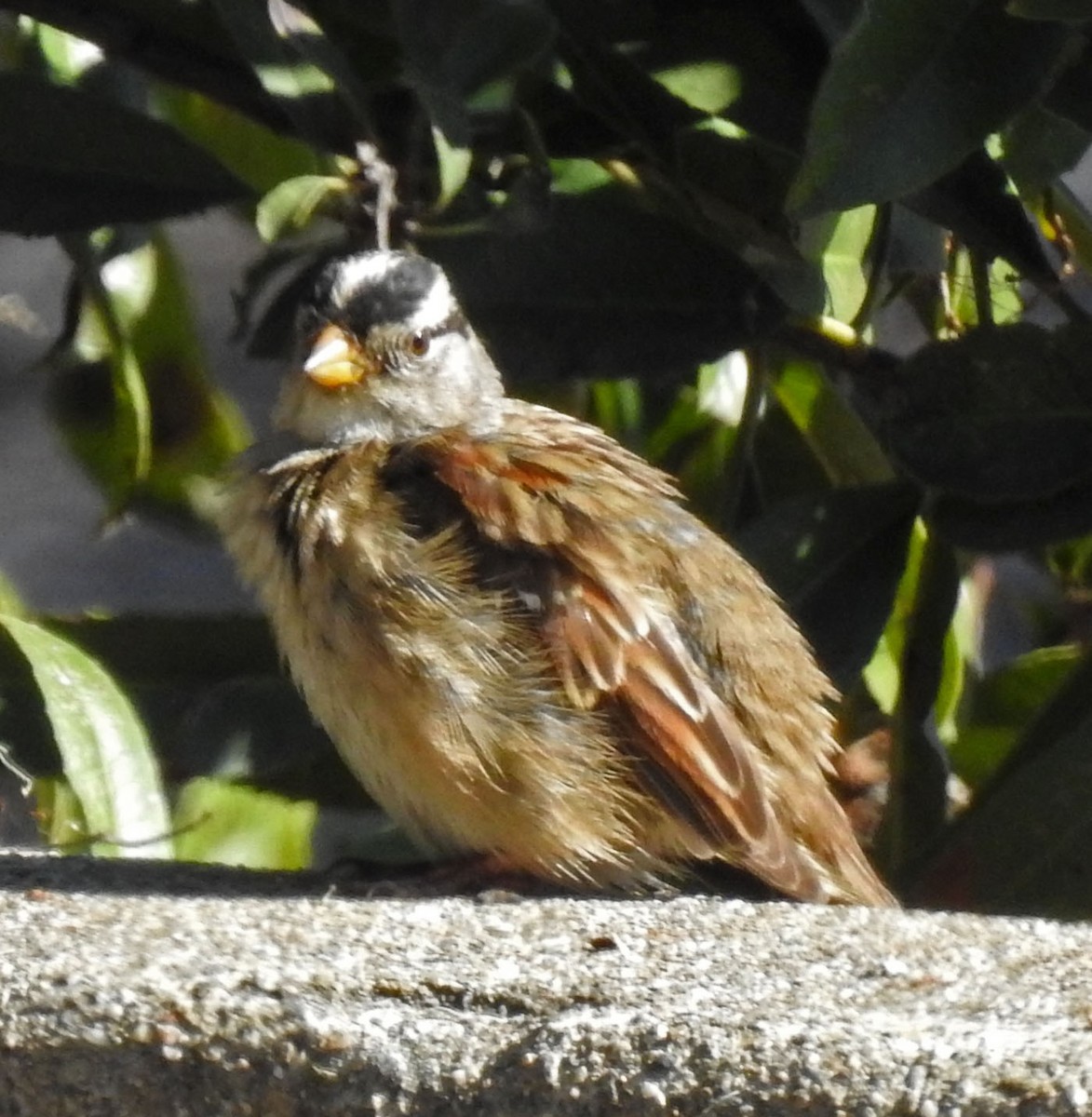 Bruant à couronne blanche - ML86378831