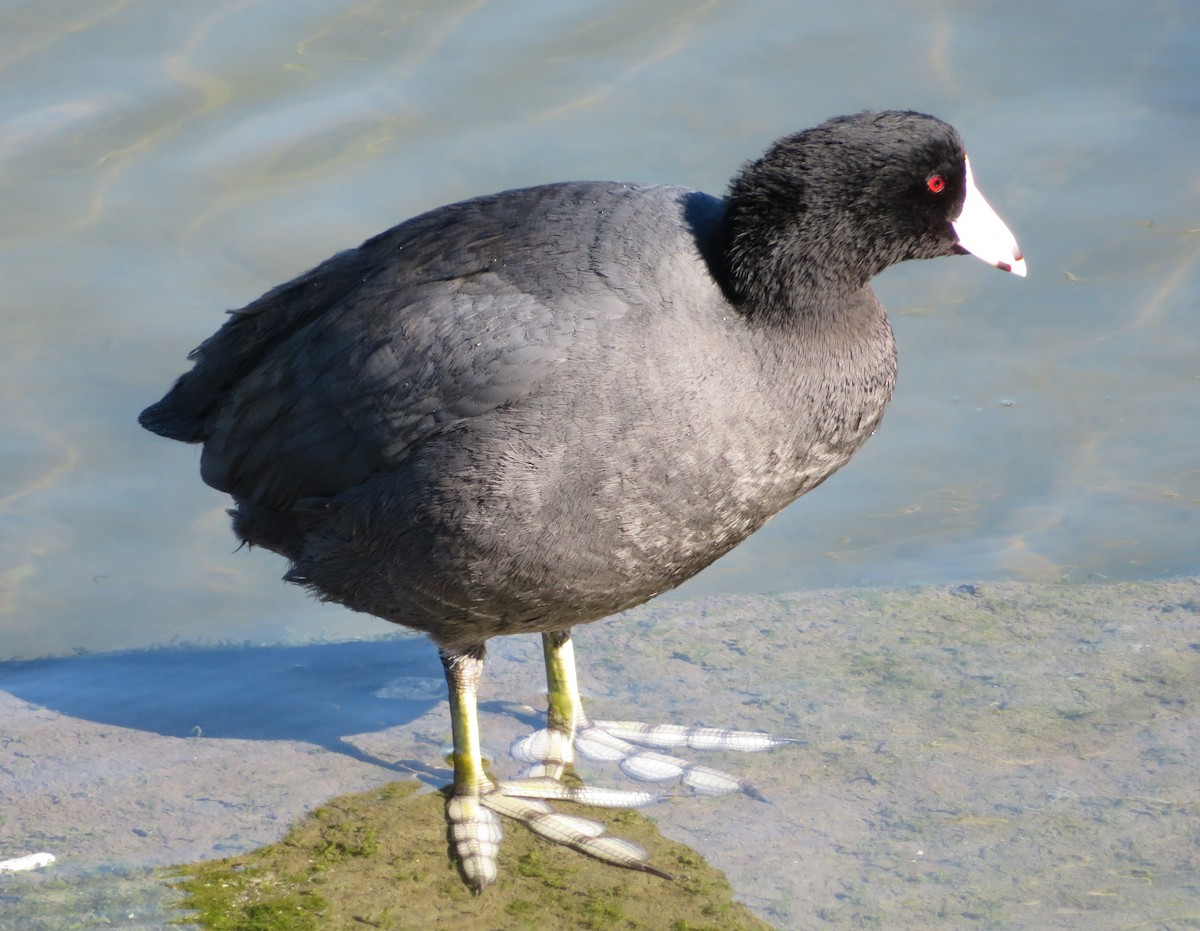 American Coot - ML86379521