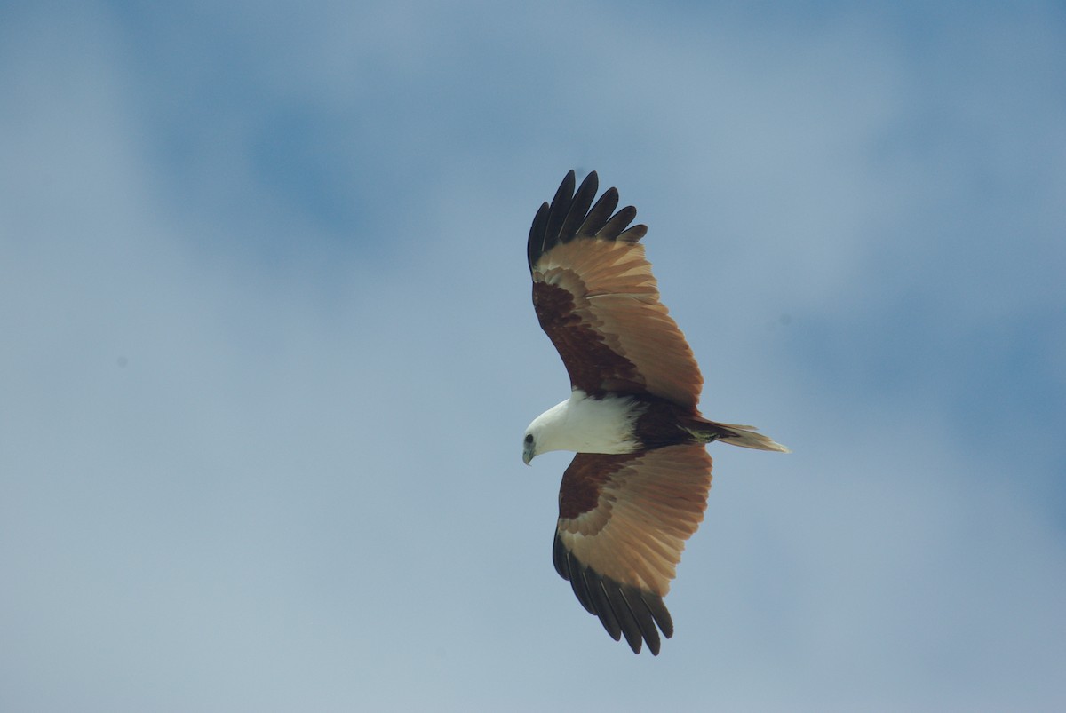 Brahminy Kite - ML86380021