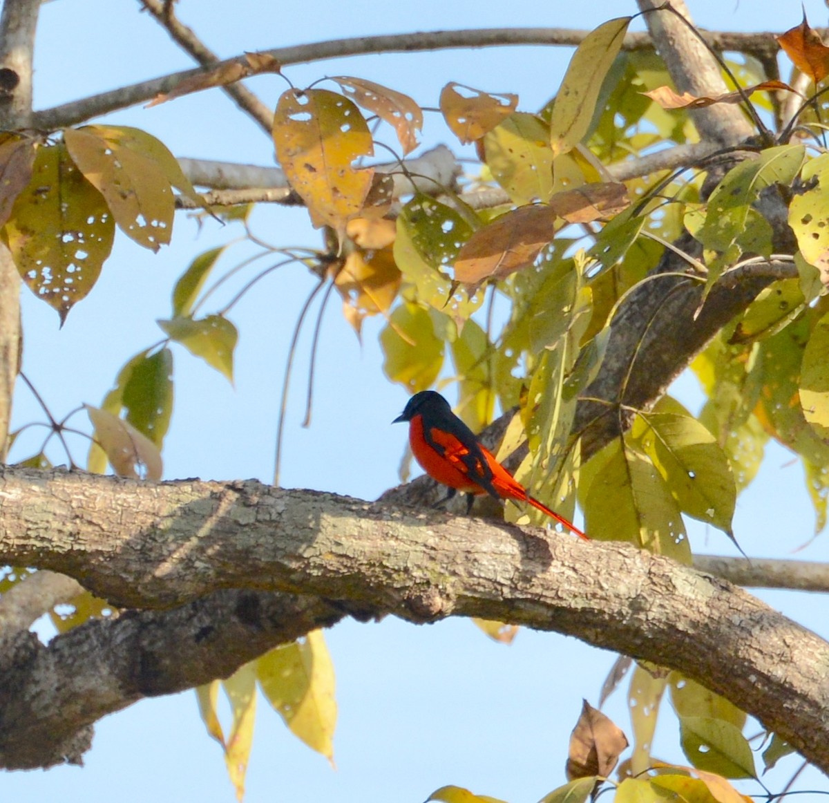 赤紅山椒鳥 - ML86380091