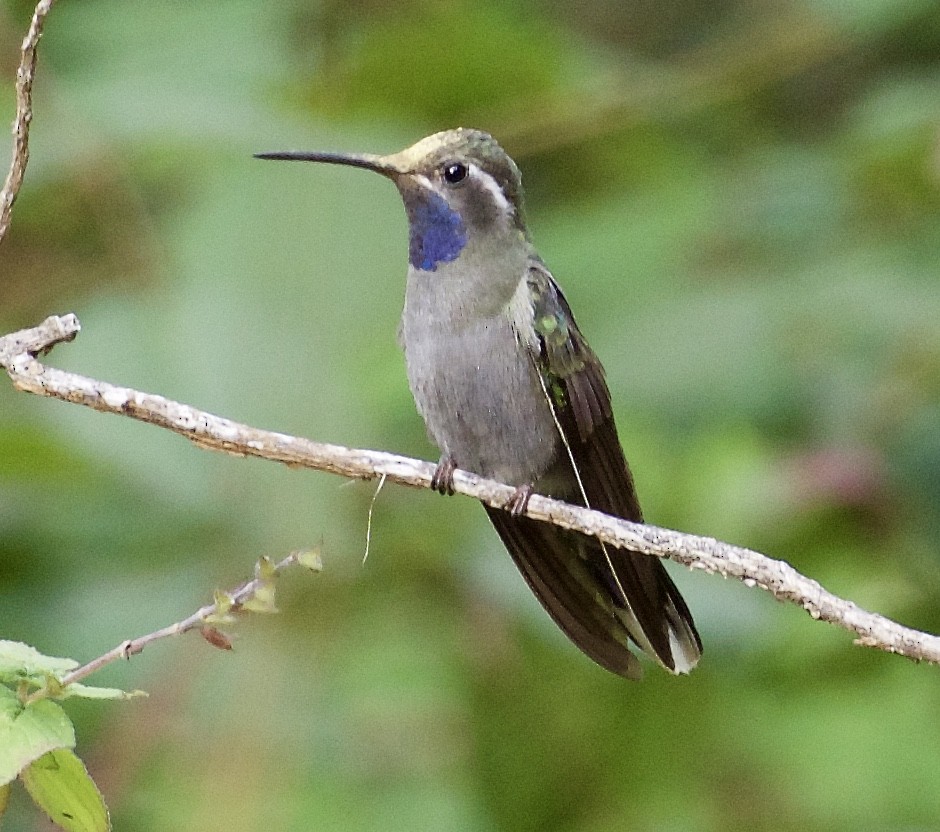 Blue-throated Mountain-gem - ML86380691