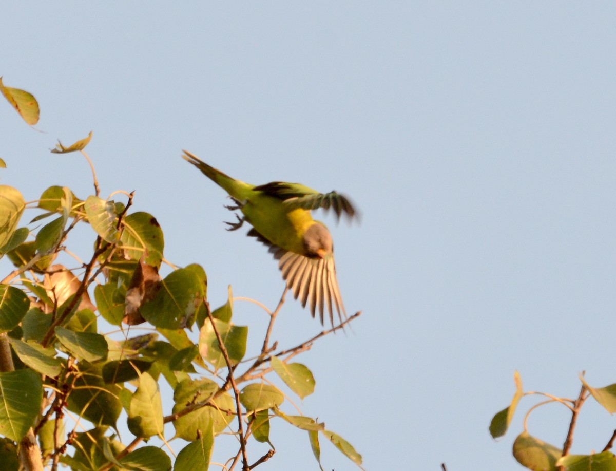 Plum-headed Parakeet - ML86381561