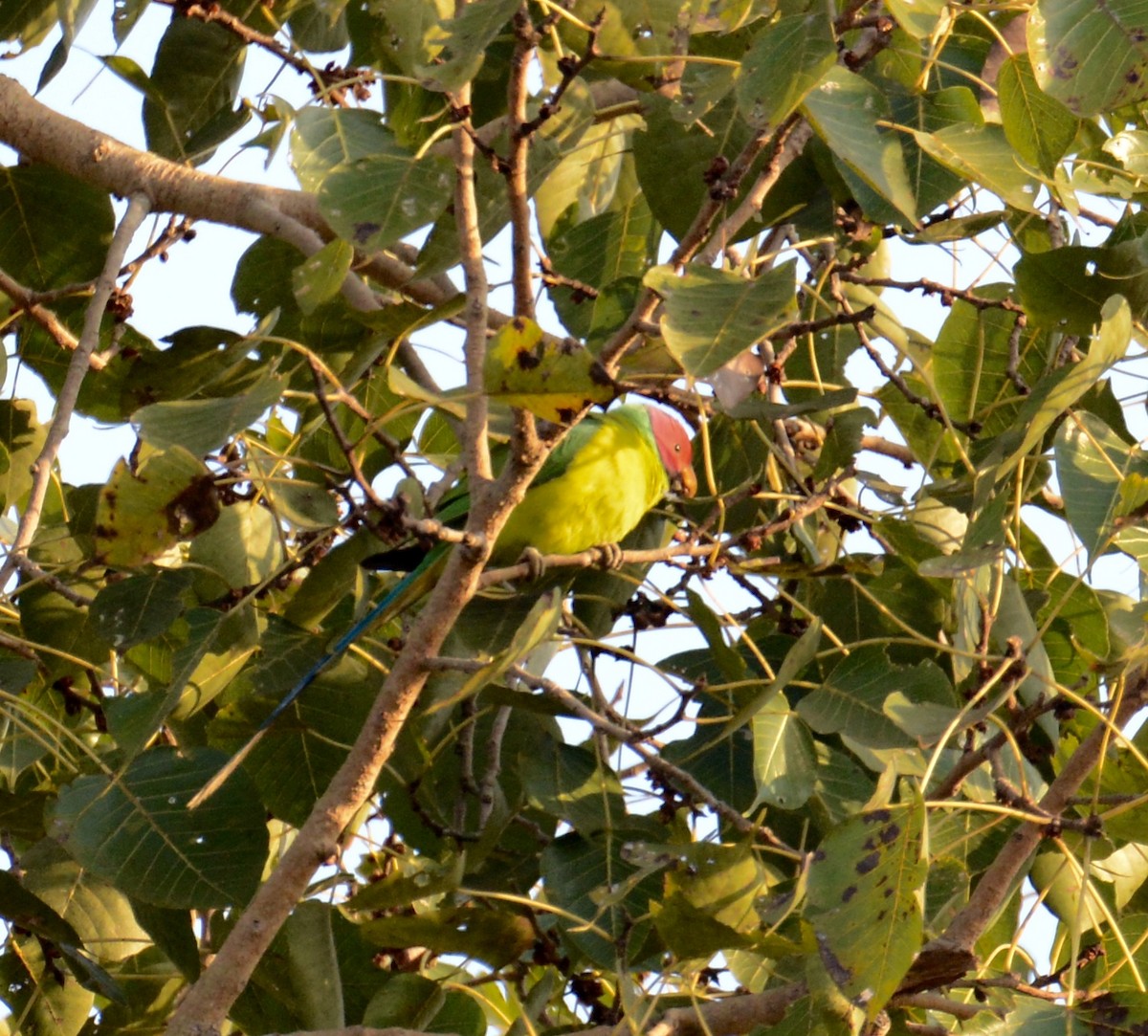 Plum-headed Parakeet - Neil Wingert