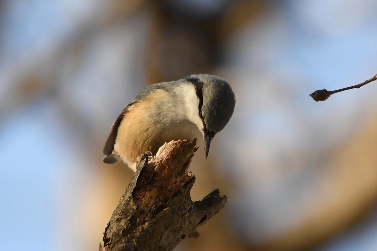 Eurasian Nuthatch - ML86382241