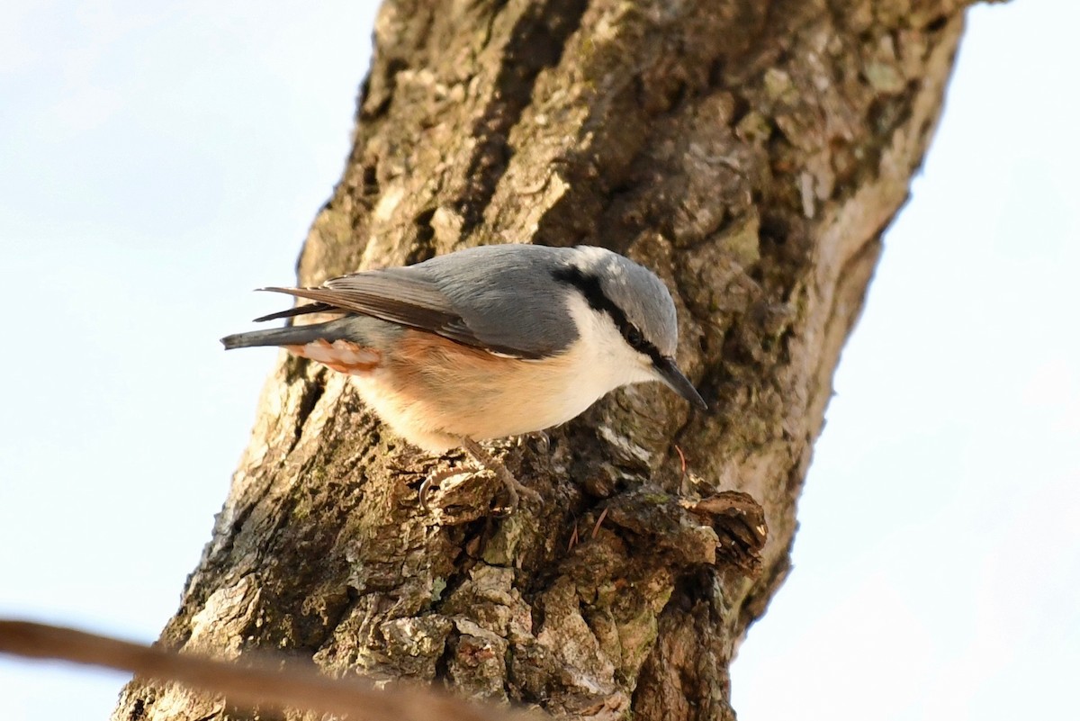 Eurasian Nuthatch - ML86382251