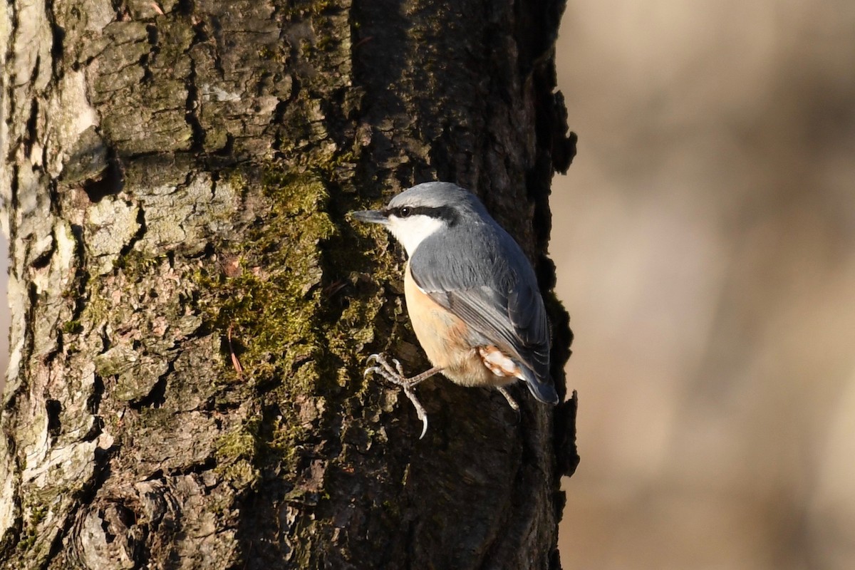 Eurasian Nuthatch - Yasuhiko Komatsu