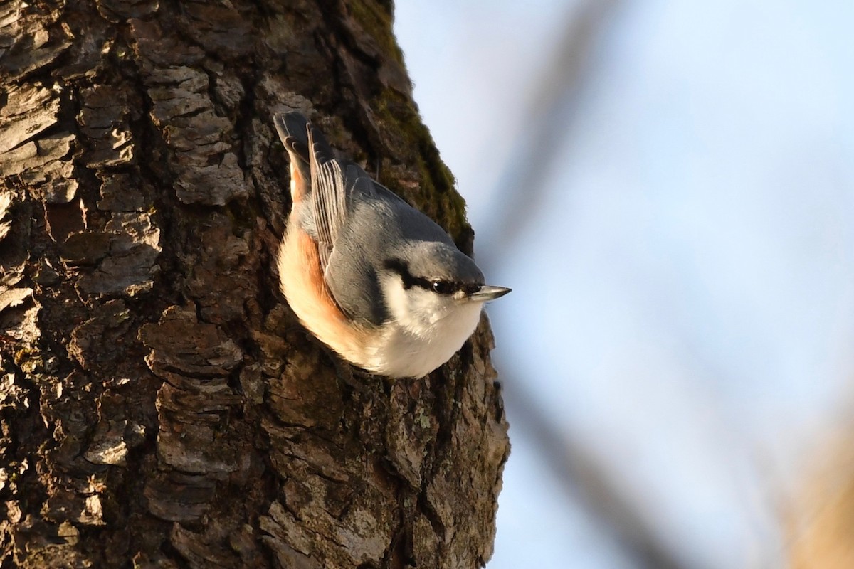 Eurasian Nuthatch - Yasuhiko Komatsu