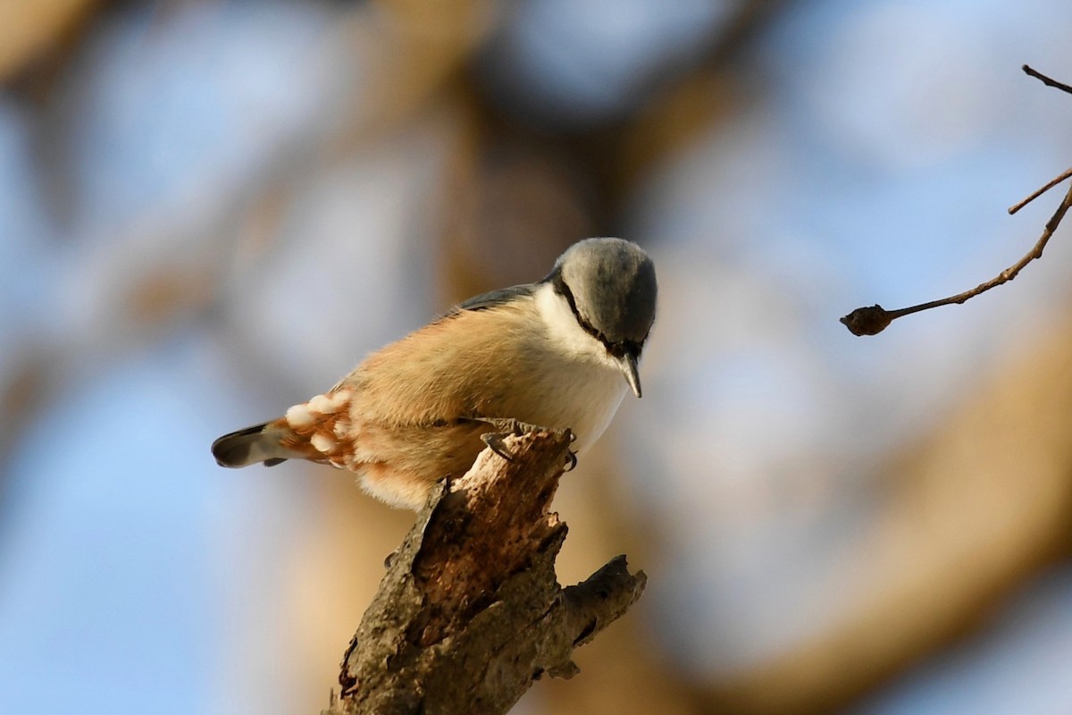 Eurasian Nuthatch - ML86382371