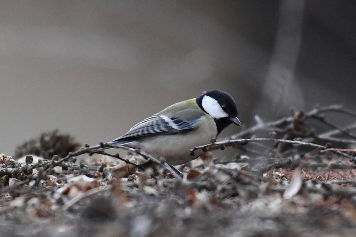 Asian Tit (Japanese) - ML86382511