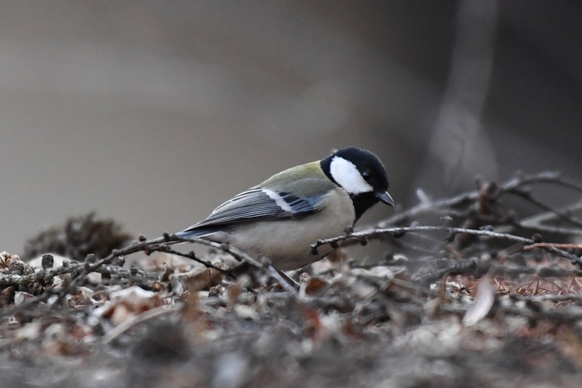 Japanese Tit - ML86382511