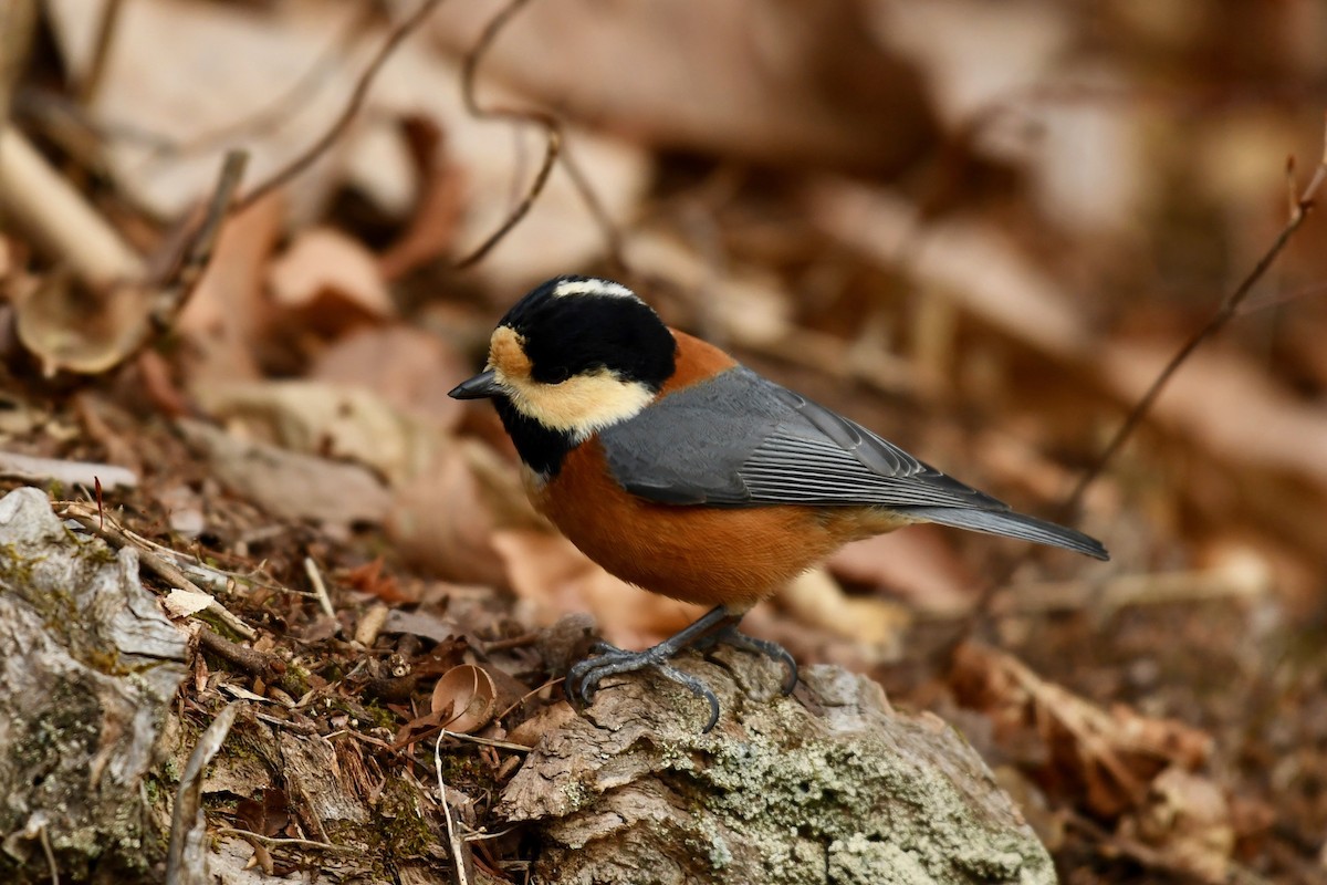 Varied Tit - Yasuhiko Komatsu