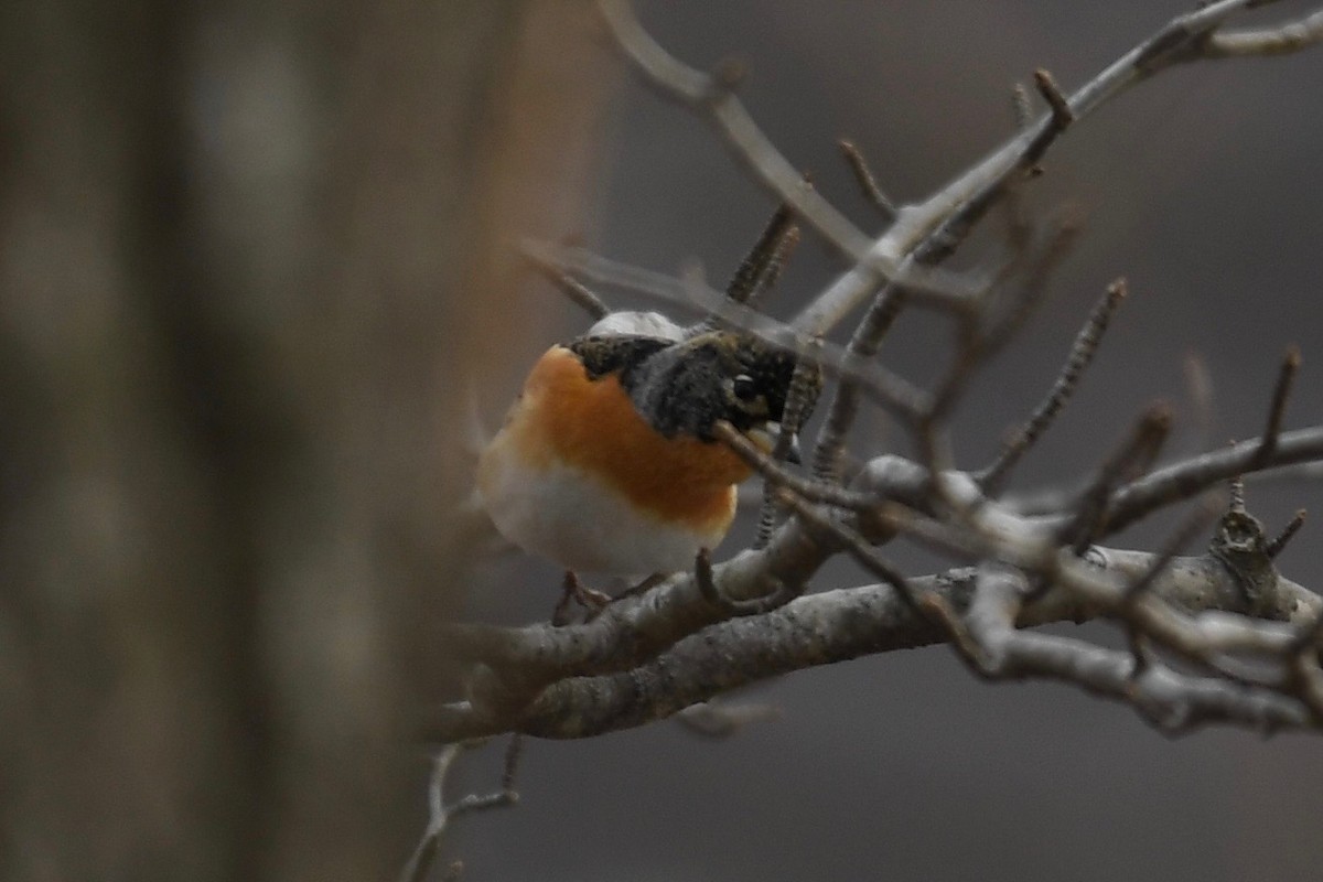 Brambling - ML86382871