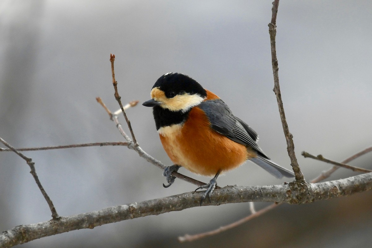 Varied Tit - ML86383061