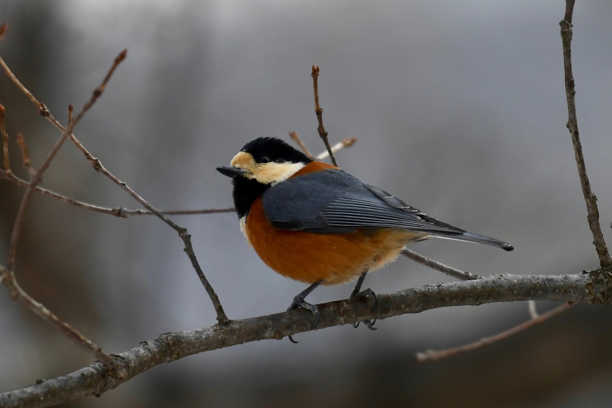 Varied Tit - ML86383081