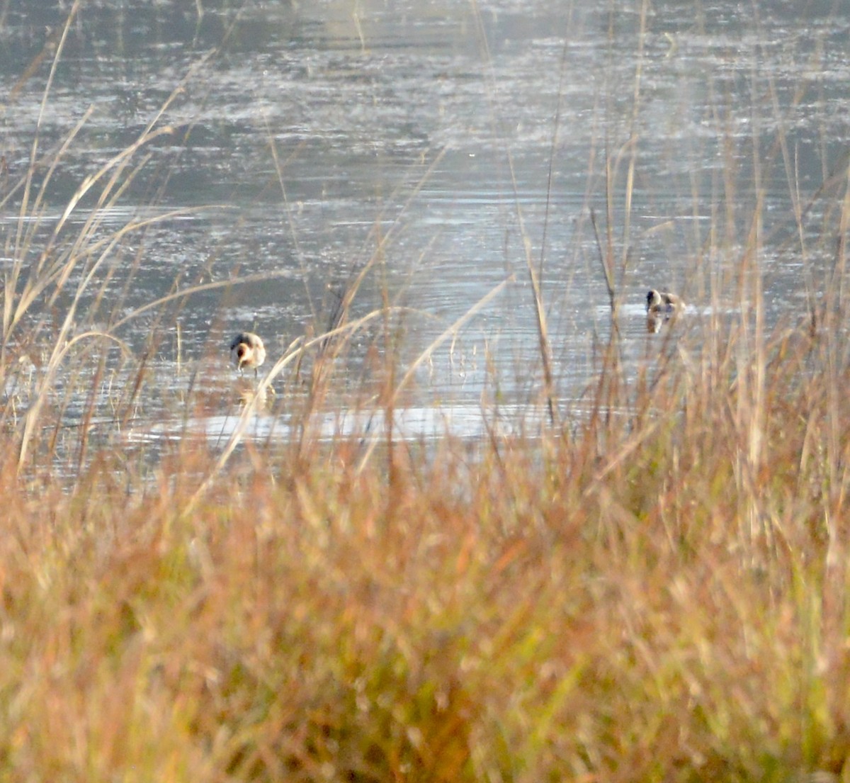 Bronze-winged Jacana - ML86383661