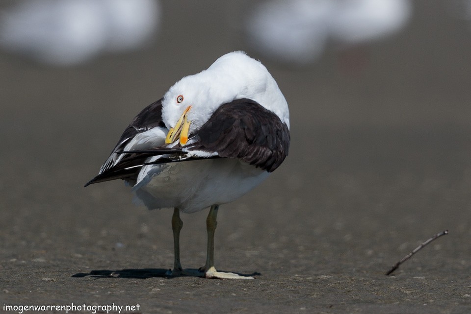 Kelp Gull - ML86384251