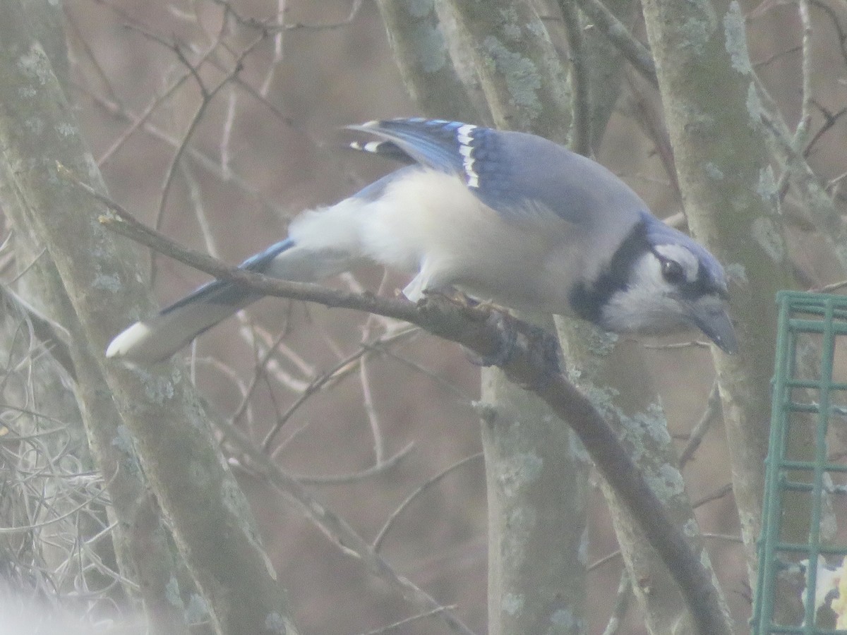 Blue Jay - ML86386201