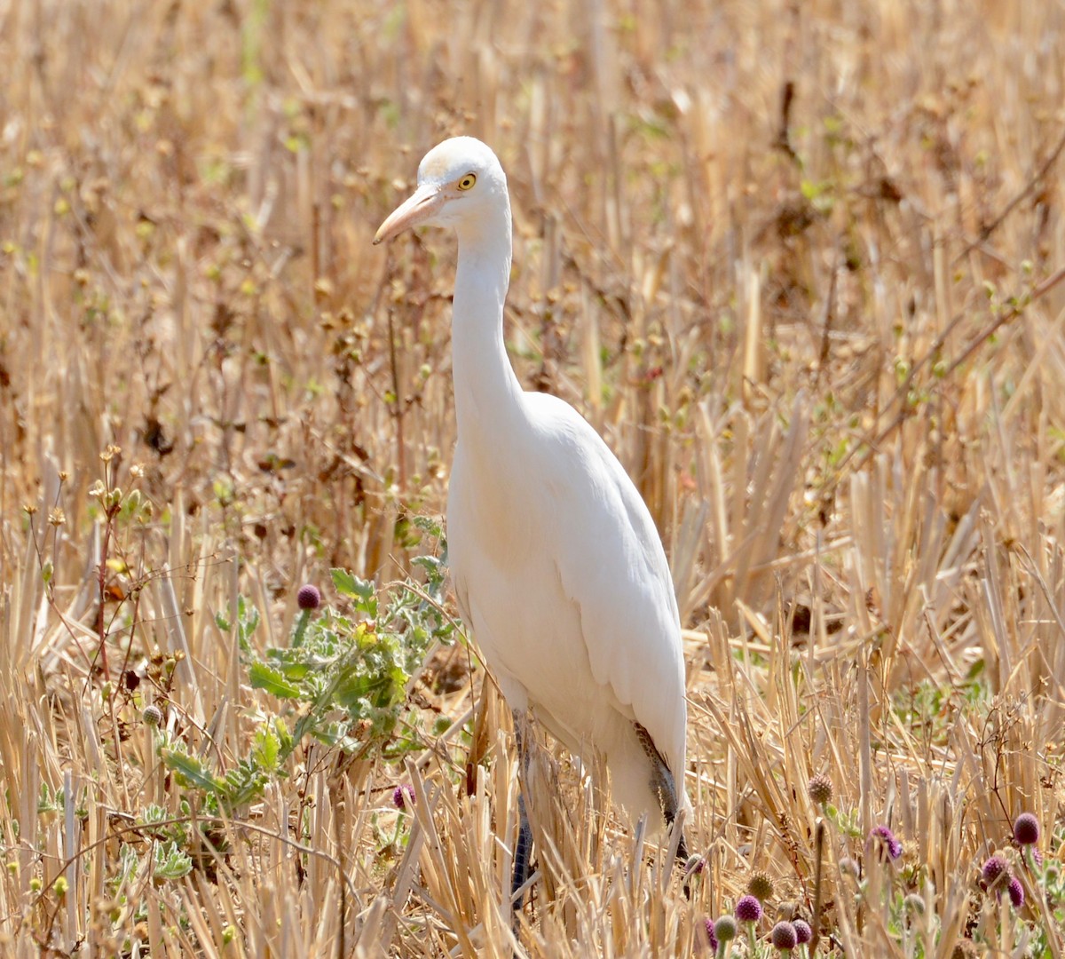 Eastern Cattle Egret - ML86386221