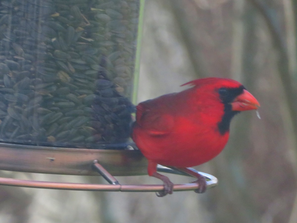 Northern Cardinal - ML86386311