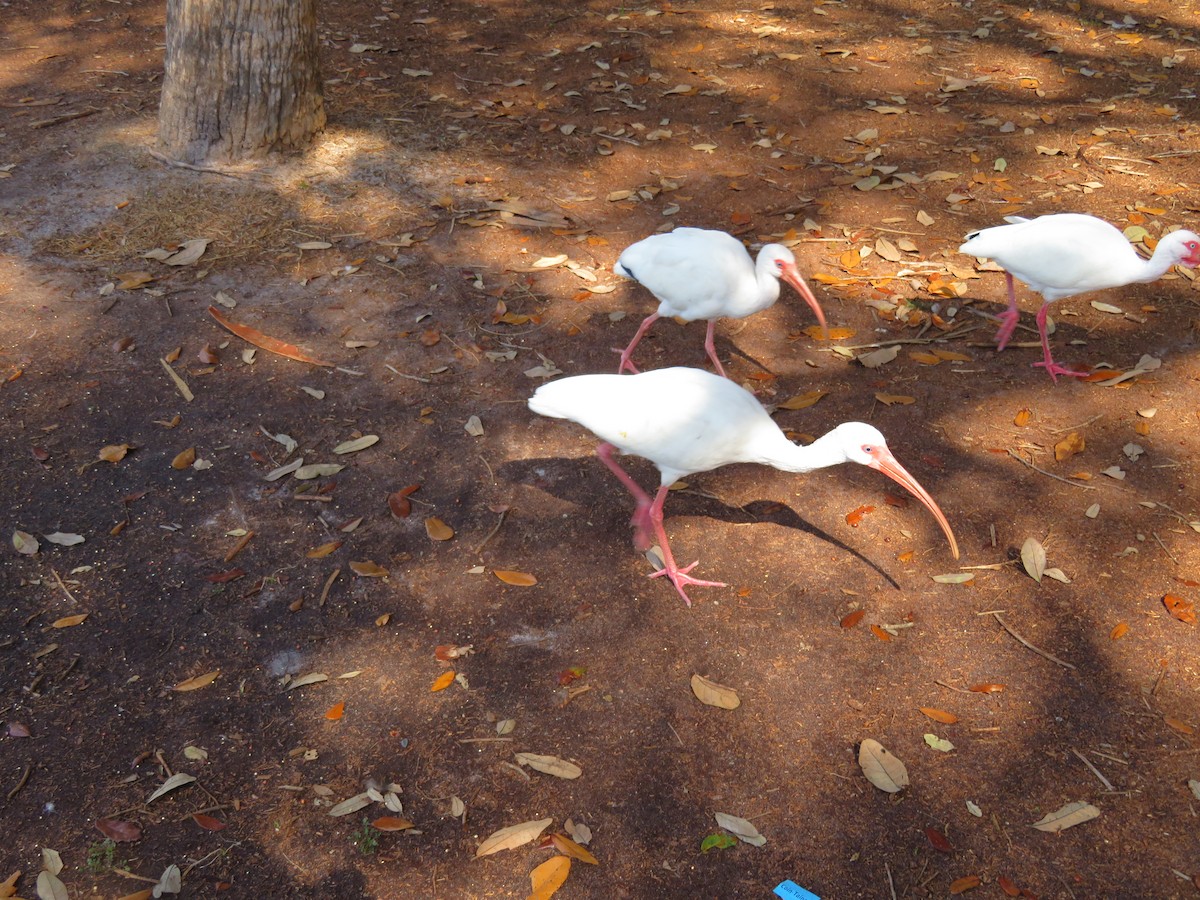 White Ibis - ML86386641