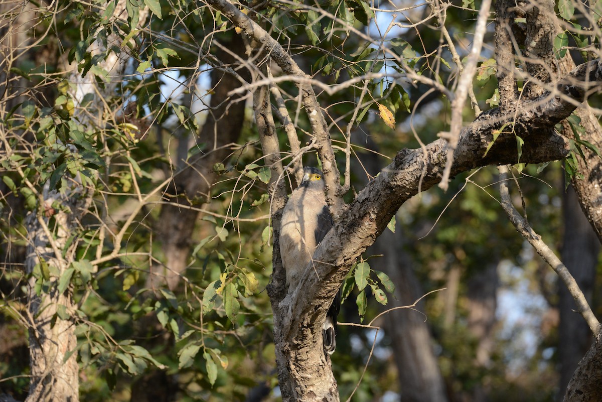 Crested Serpent-Eagle - ML86386791