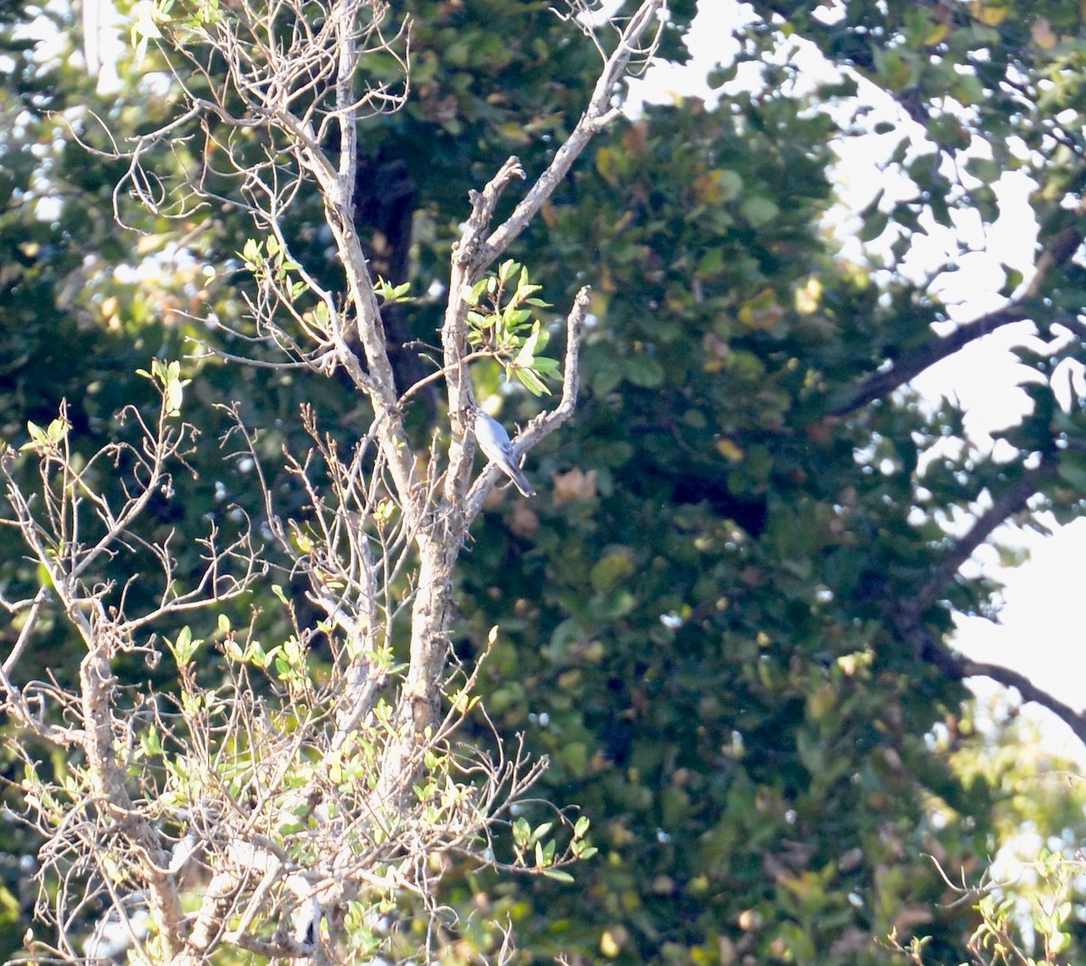 Large Cuckooshrike - ML86386941