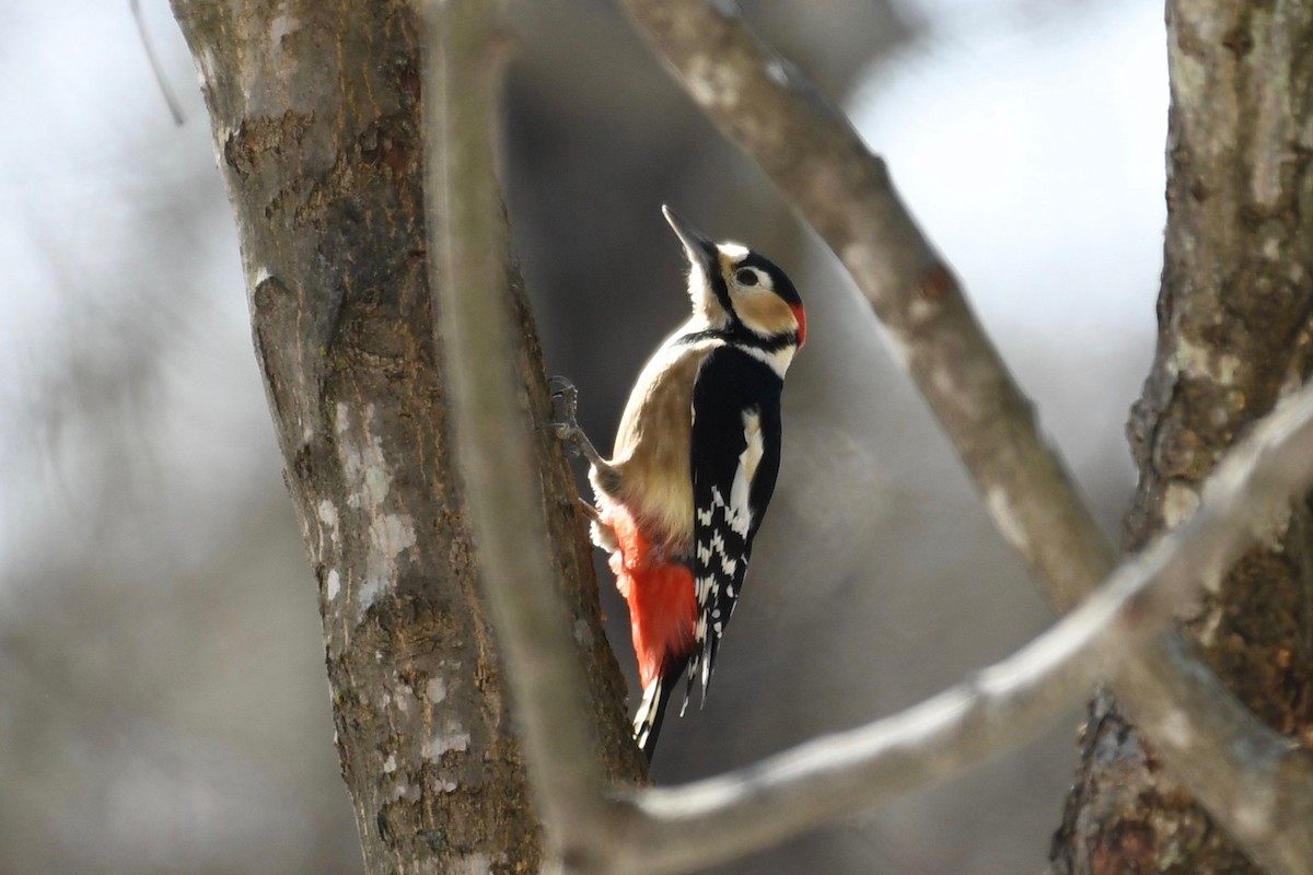 Great Spotted Woodpecker - Yasuhiko Komatsu