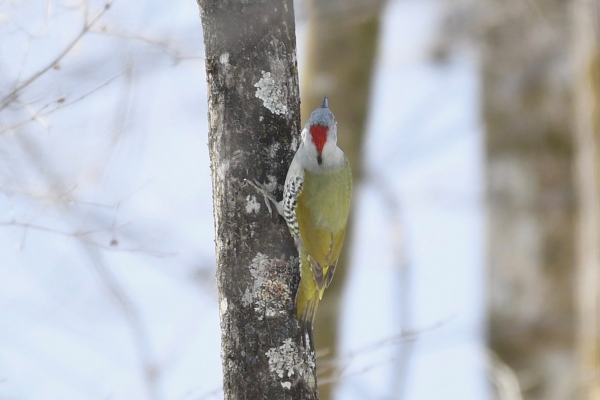 Japanese Woodpecker - Yasuhiko Komatsu