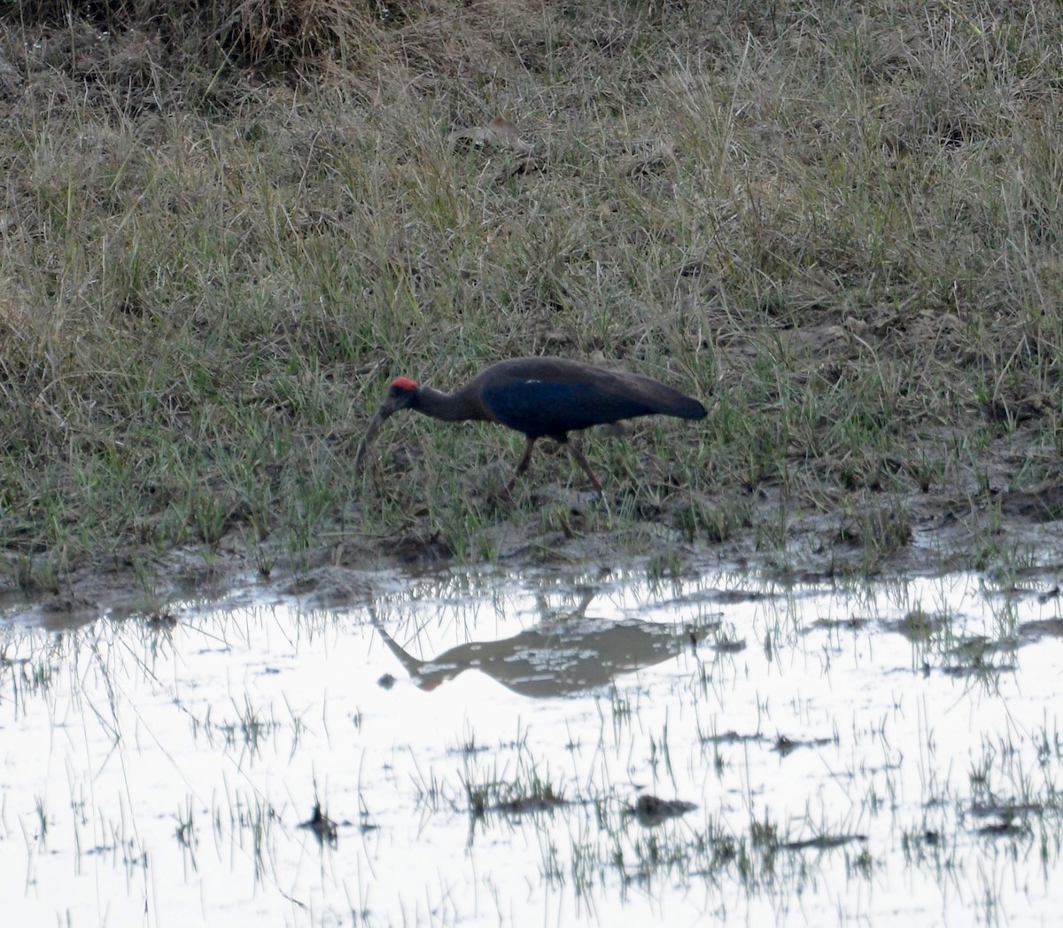 Red-naped Ibis - ML86387611