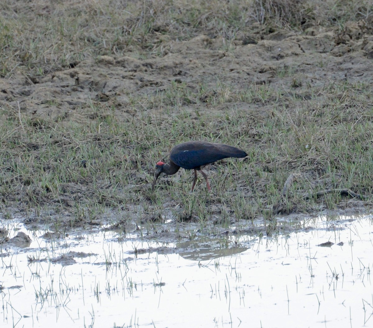 Red-naped Ibis - ML86387621