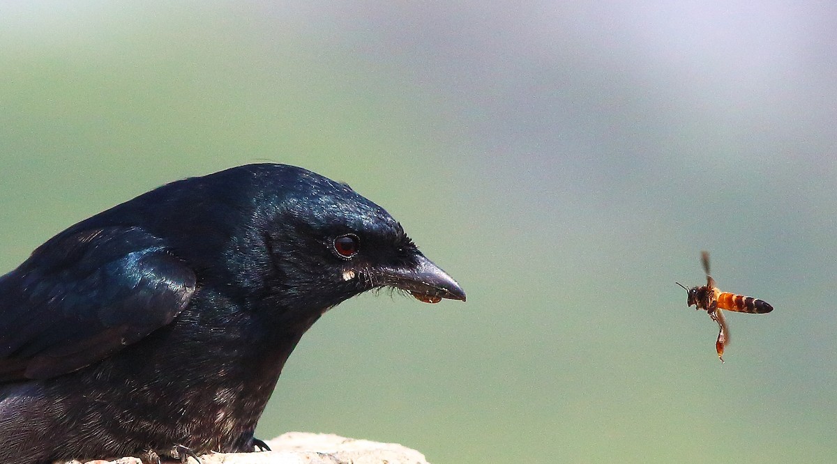 Black Drongo - ML86388311