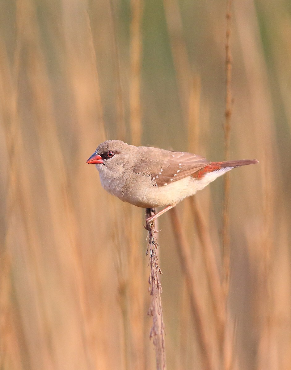 Red Avadavat - ML86388401