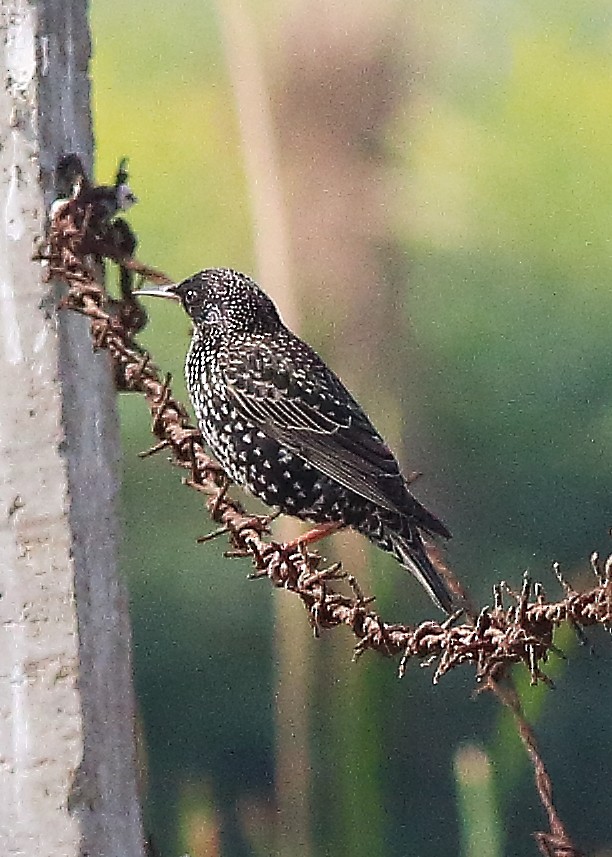 European Starling - ML86388531
