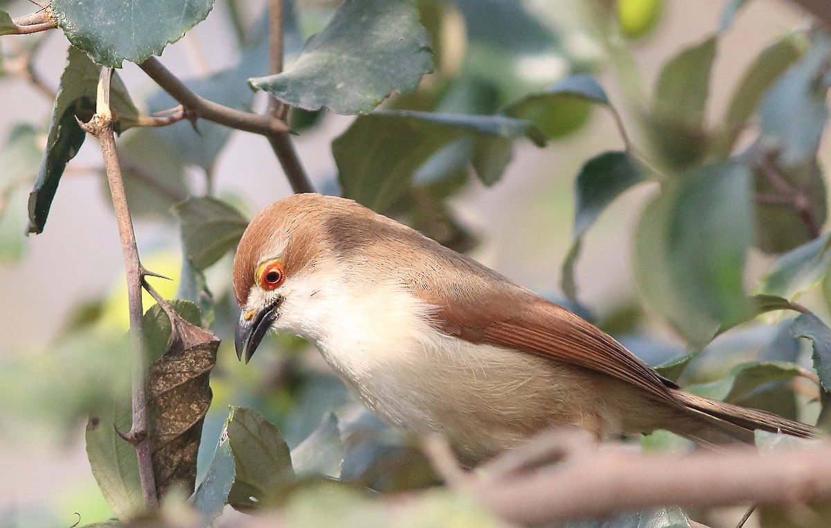 Yellow-eyed Babbler - ML86388561