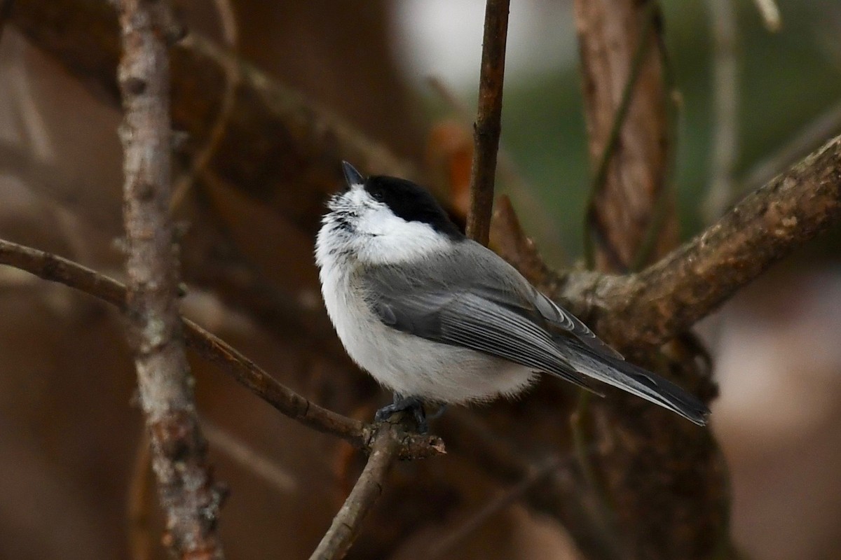 Willow Tit - ML86388621