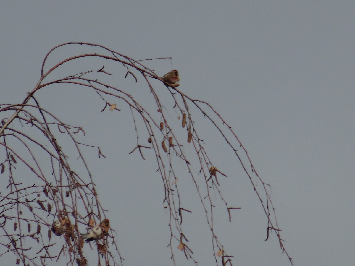 Lesser Redpoll - Ralf Schmidt