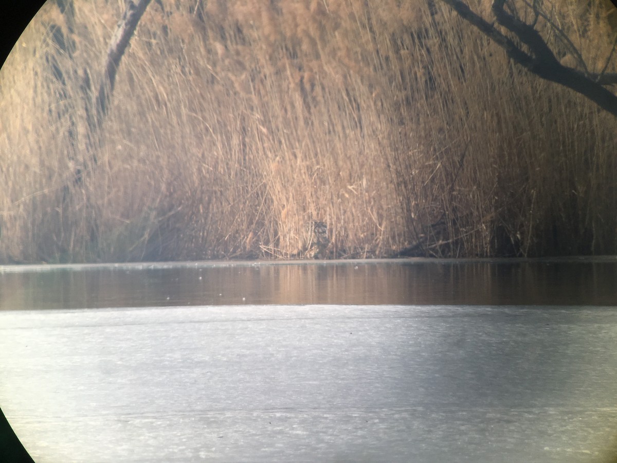 Great Bittern - ML86389531