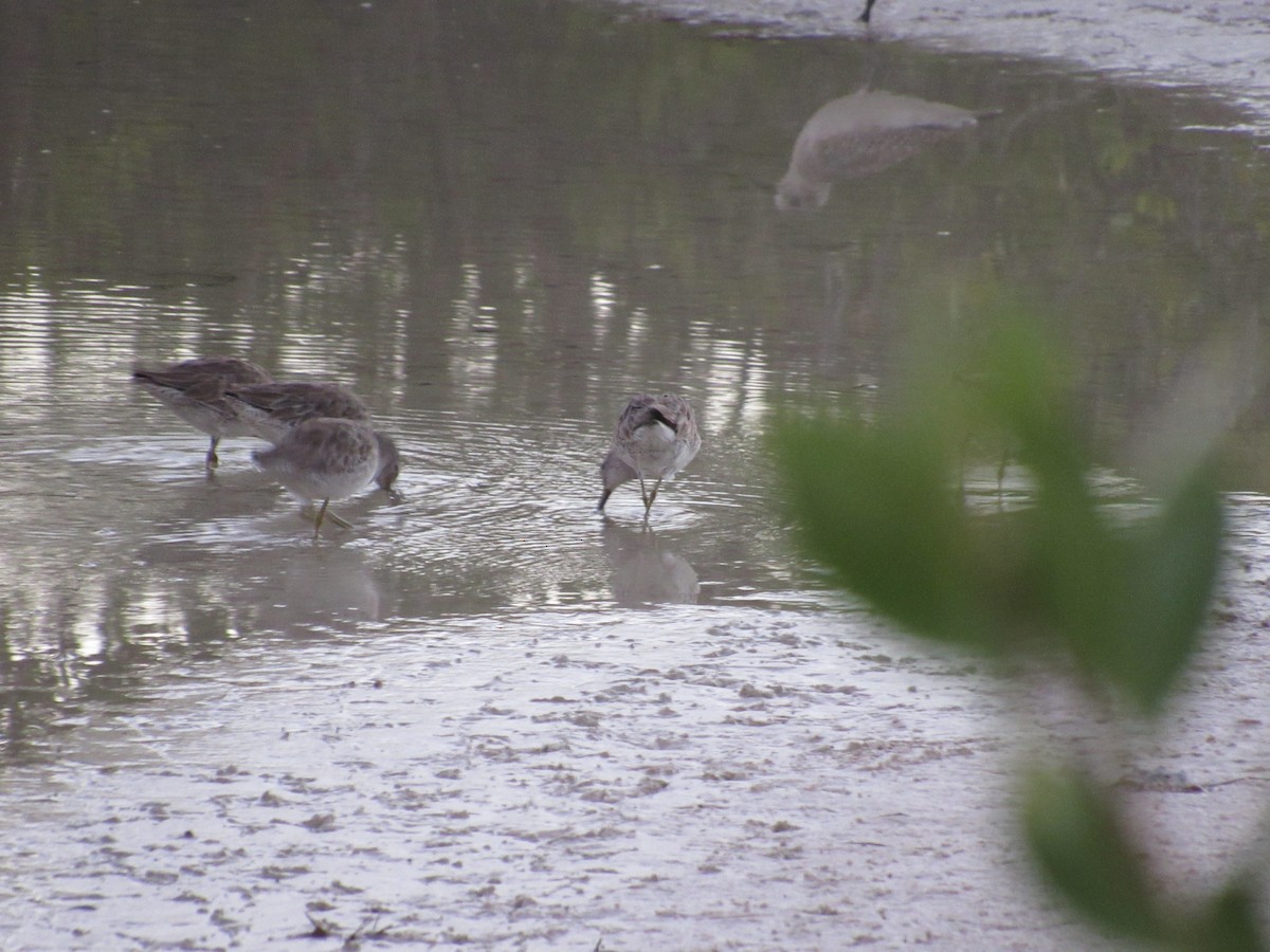 Short-billed Dowitcher - ML86389991