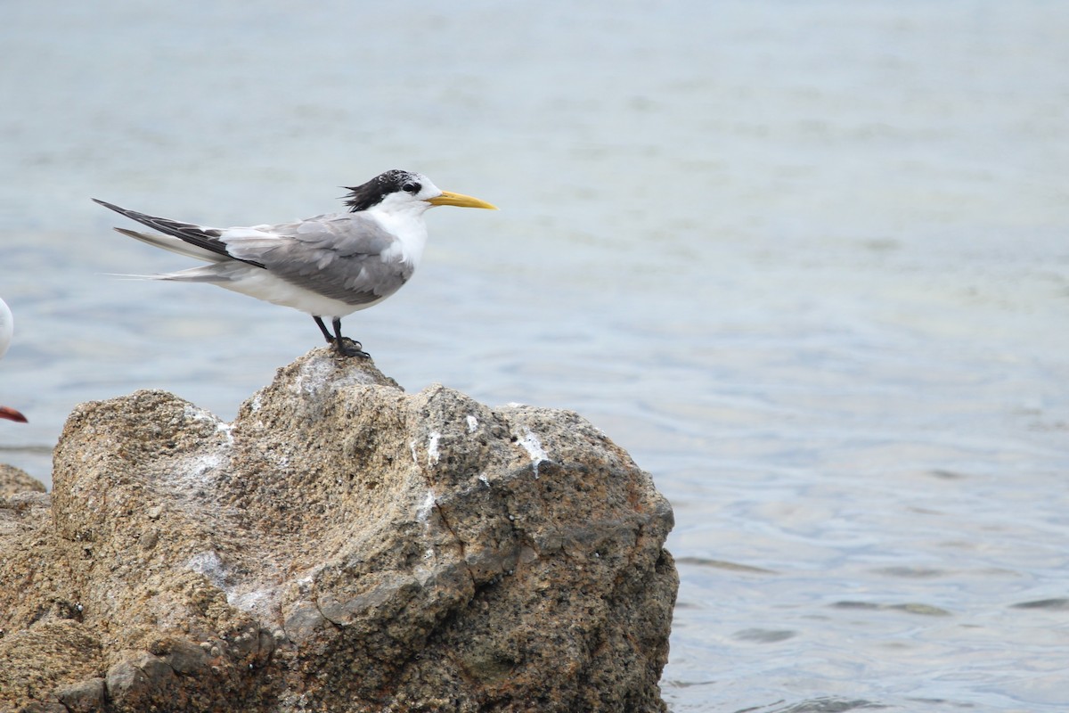 Great Crested Tern - Natalia  Jw