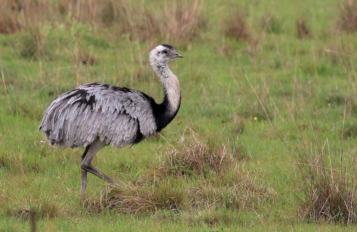 Greater Rhea - ML86390771